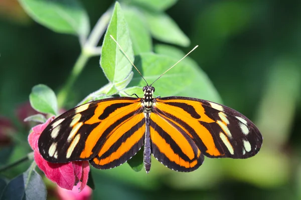 Vue Rapprochée Beau Papillon Coloré — Photo