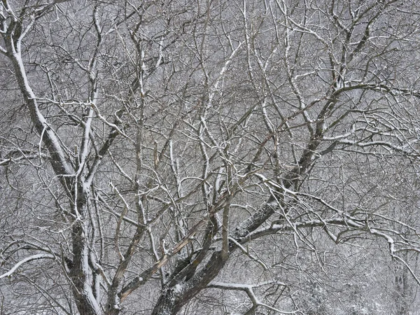 寒い冬の日に霜や雪に覆われた木 — ストック写真