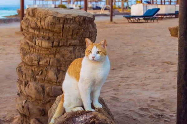 Gato Blanco Rojo Durmiendo Tronco Una Palmera Ciudad Hurghada — Foto de Stock