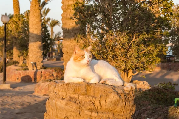 Gato Blanco Rojo Durmiendo Tronco Una Palmera Ciudad Hurghada — Foto de Stock