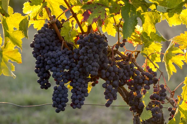 Vinice Zemědělství Vinice — Stock fotografie