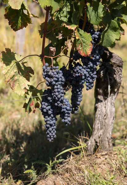 Röda Vindruvor Redo För Skörd Och Vinproduktion Saint Emilion Frankrike — Stockfoto