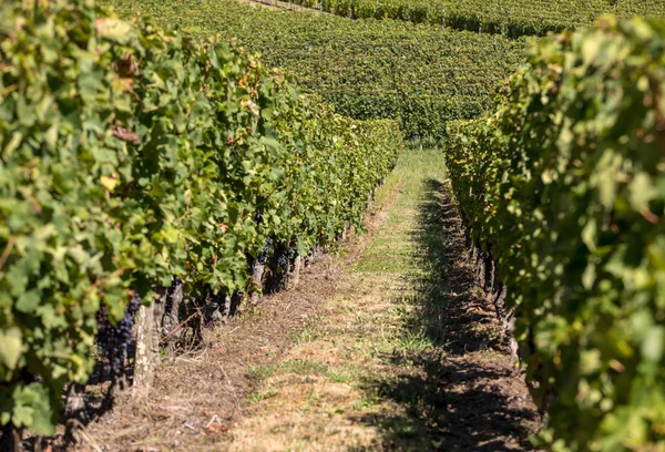 Paisagem Videiras Cultivo Videira Vinho — Fotografia de Stock