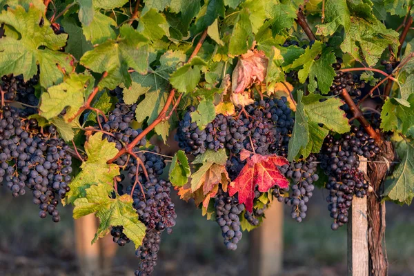 Weinberge Bewirtschaften Rebstöcke — Stockfoto