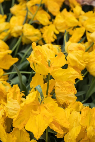 Kwiaty Żółte Tulipany Kwitnące Ogrodzie — Zdjęcie stockowe