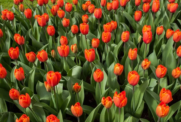 Oranžové Tulipány Květy Kvetoucí Zahradě — Stock fotografie