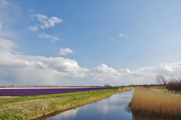 Paisaje Cerca Julianadorp Abril Distrito Den Helder Provincia Holanda Del — Foto de Stock