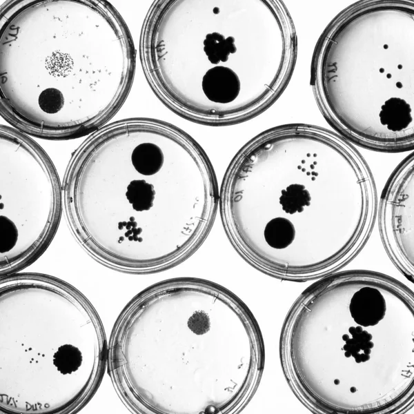 Cultivando Bactérias Pratos Petri Gel Ágar Como Parte Experiência Científica — Fotografia de Stock