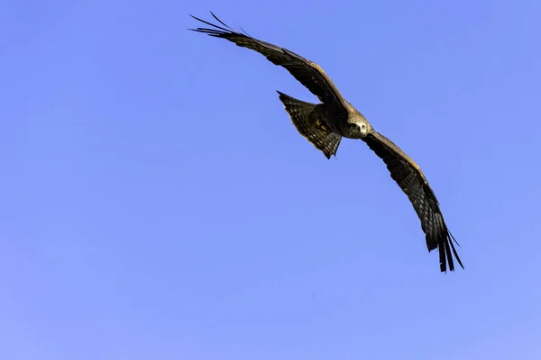 Flygande Röd Drake Milvus Milvus — Stockfoto