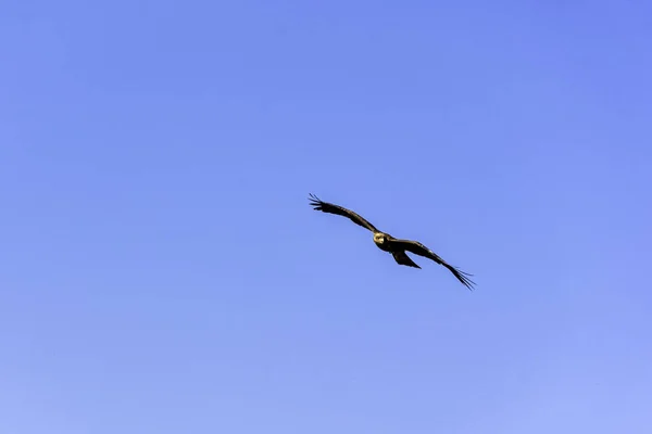 Uçan Siyah Uçurtma Milvus Migrans — Stok fotoğraf