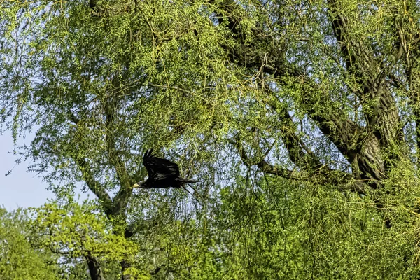 Νεαρός Φαλακρός Αετός Haliaeetus Leucocephalus Γνωστός Και Λευκοκέφαλος Αετός Θαλάσσιος — Φωτογραφία Αρχείου