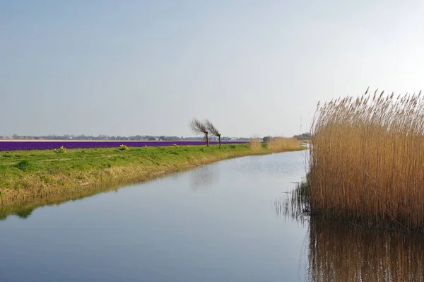 Τοπίο Κοντά Στο Julianadorp Τον Απρίλιο District Den Helder Province — Φωτογραφία Αρχείου