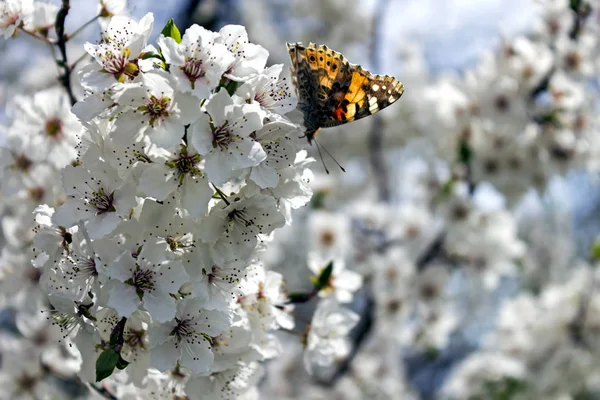 Butterfly Bloemen Close Tuin — Stockfoto