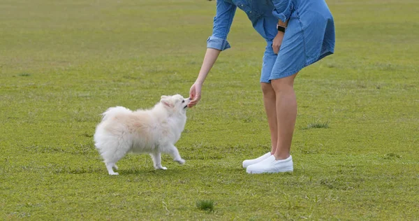 Женщина Тренируется Своей Собакой Зеленой Лужайке — стоковое фото