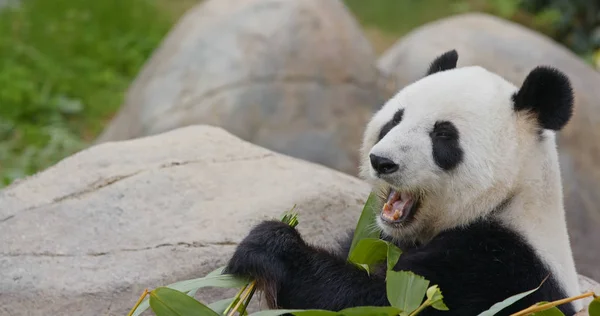 Oso Panda Blanco Negro —  Fotos de Stock