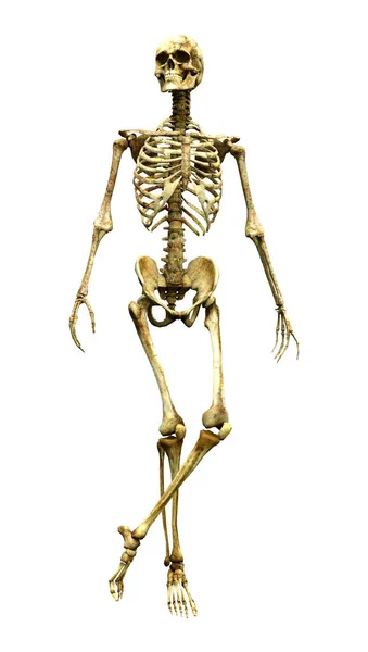 Рендеринг Человеческого Скелета Белом Фоне — стоковое фото