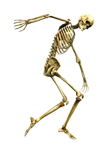 Darstellung Eines Menschlichen Skeletts Isoliert Auf Weißem Hintergrund — Stockfoto