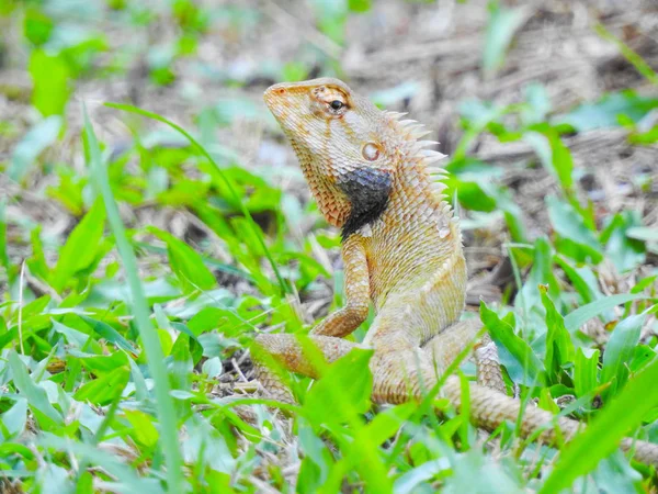 Perto Lagarto Habitat Conceito Selvageria — Fotografia de Stock