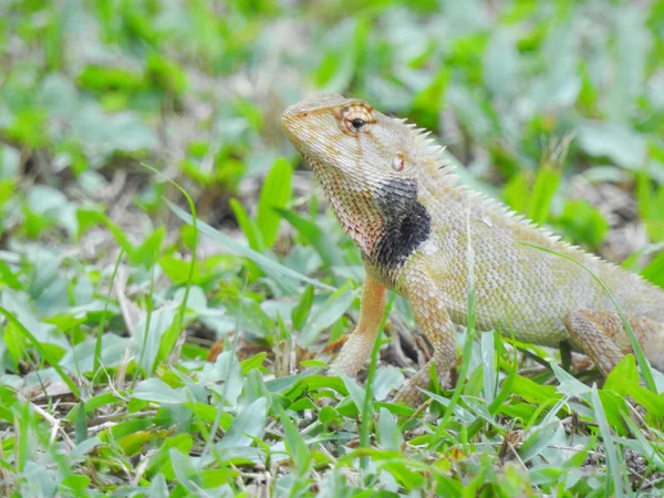 Perto Lagarto Habitat Conceito Selvageria — Fotografia de Stock