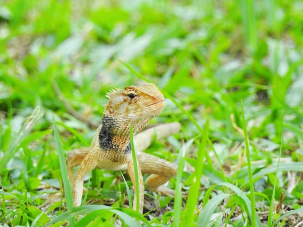 Zblízka Ještěrka Biotopu Koncept Divokosti — Stock fotografie