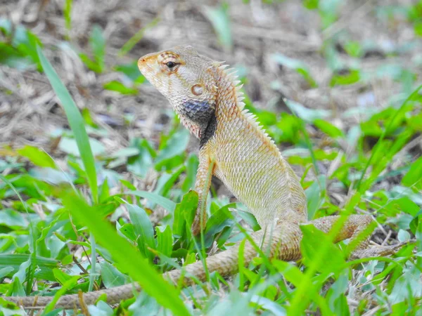 Perto Lagarto Habitat Conceito Selvageria — Fotografia de Stock