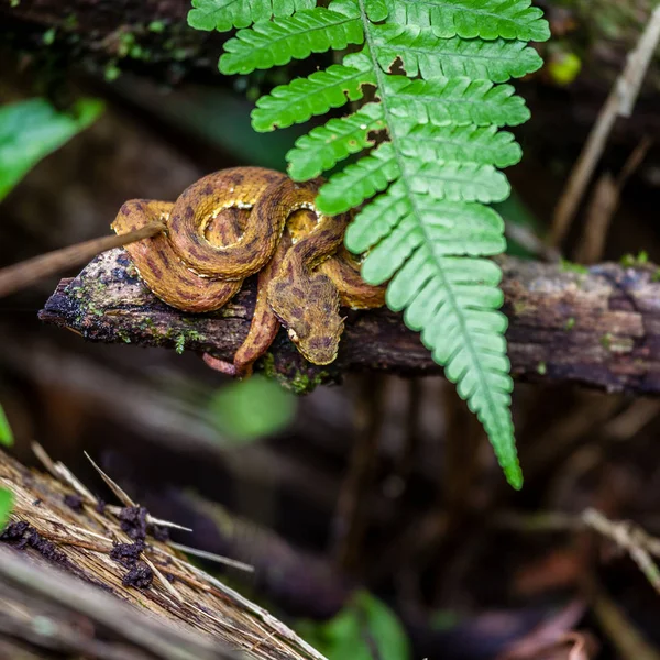哥斯达黎加Arenal Hanging桥公园的婴儿睫毛毒蛇 — 图库照片