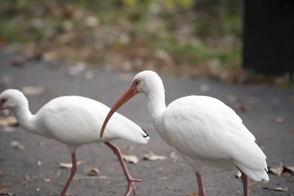 Scenic View Beautiful Ibis Bird — Stock Photo, Image