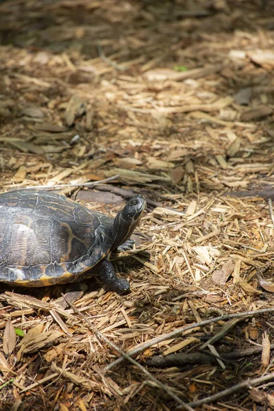 Nahaufnahme Einer Flussschildkröte Pseudemys Concinna — Stockfoto