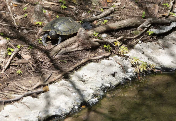 Jeden Żółw Oddali Brzegu Stawu — Zdjęcie stockowe
