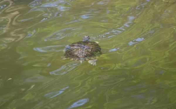 Lagoa Vermelha Tartaruga Deslizante Trachemys Scripta Elegans Natação — Fotografia de Stock