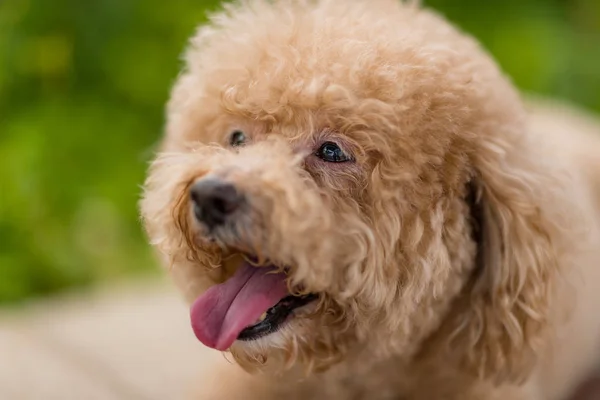 Perro Caniche Raza Pura Perro Rizado — Foto de Stock