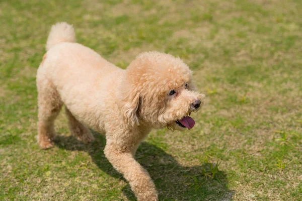 Dog Poodle Run Parque — Fotografia de Stock