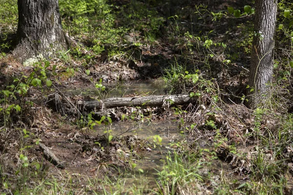 Ormandaki Ince Bir Çam Ağacının Altından Akan Küçük Bir Birikintisi — Stok fotoğraf