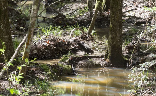 Barro Agua Serpenteando Más Allá Una Rama Árbol Caída Bosque —  Fotos de Stock