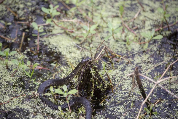 Змія Тваринна Ясоїдна Рептилія — стокове фото