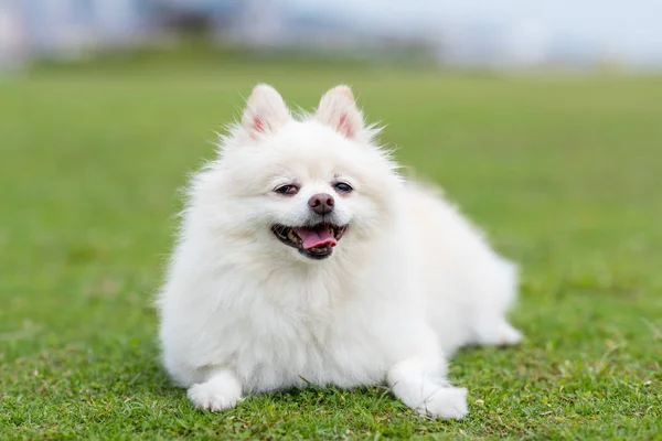 Vit Pommerska Hund Grön Gräsmatta Park — Stockfoto
