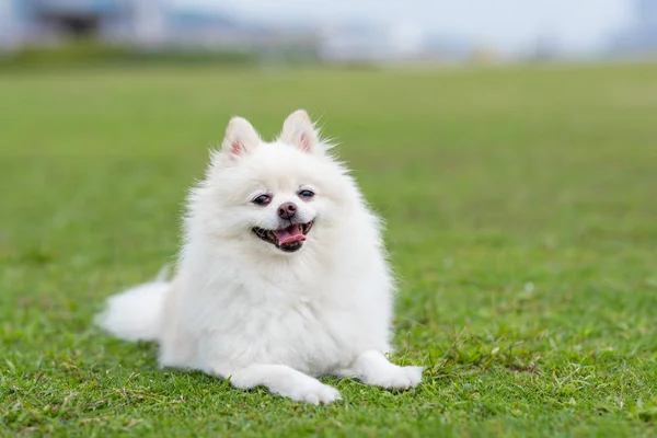 Біла Португальська Собака Зеленому Парку Газонів — стокове фото