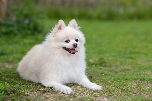 Biały Pies Pomeranian Zielonym Trawniku — Zdjęcie stockowe