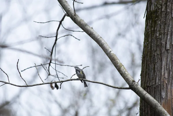 Malerischer Blick Auf Majestätische Waldsänger Der Natur — Stockfoto