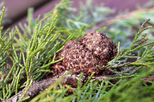 Eine Galle Wacholder Weißdorn Rost Auf Einem Zweig Wacholder — Stockfoto