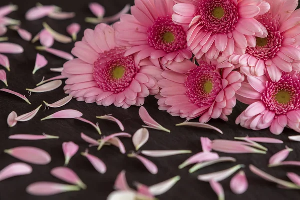 Wunderschönes Gerbera Gänseblümchen Blütenblätter — Stockfoto