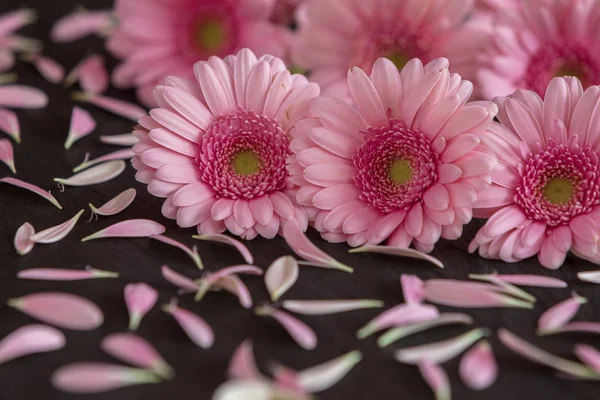 Wunderschönes Gerbera Gänseblümchen Blütenblätter — Stockfoto