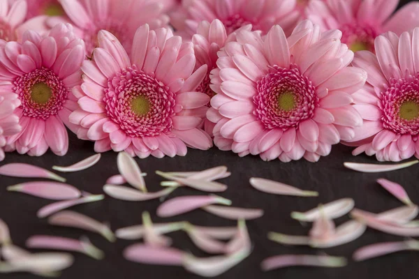 Wunderschönes Gerbera Gänseblümchen Blütenblätter — Stockfoto