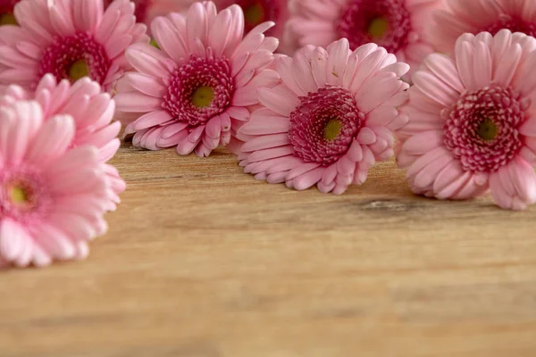 Wunderschönes Gerbera Gänseblümchen Blütenblätter — Stockfoto