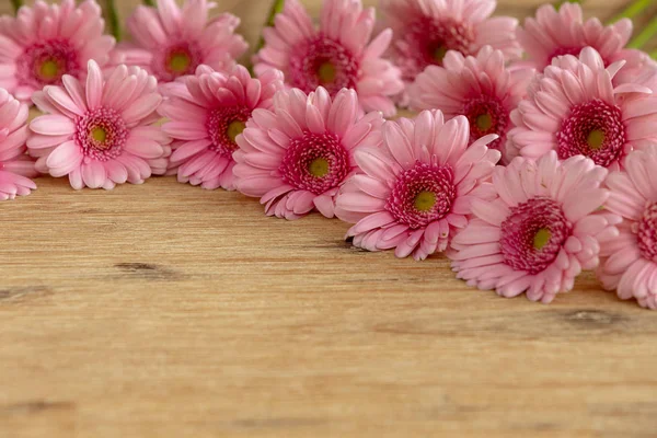 Wunderschönes Gerbera Gänseblümchen Blütenblätter — Stockfoto