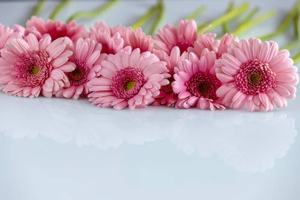 Wunderschönes Gerbera Gänseblümchen Blütenblätter — Stockfoto