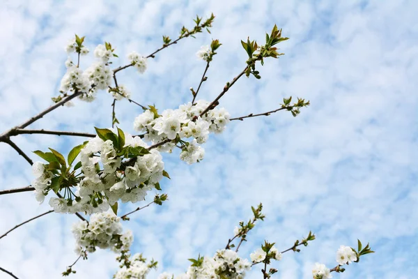 ペニー桜の花に覆われた枝は 曇り青い空に対して上向きに達する コピースペース — ストック写真