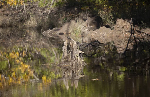 Stump Steken Uit Ondiep Moeras Water Herfst Seizoen — Stockfoto