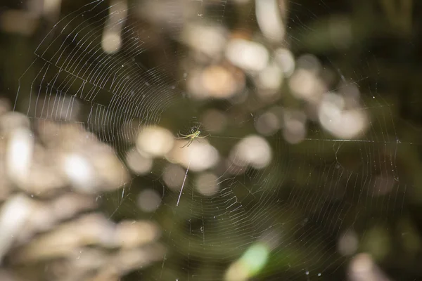 Venusta Orchard Spider Leucauge Venusta Its Web — Stock Photo, Image