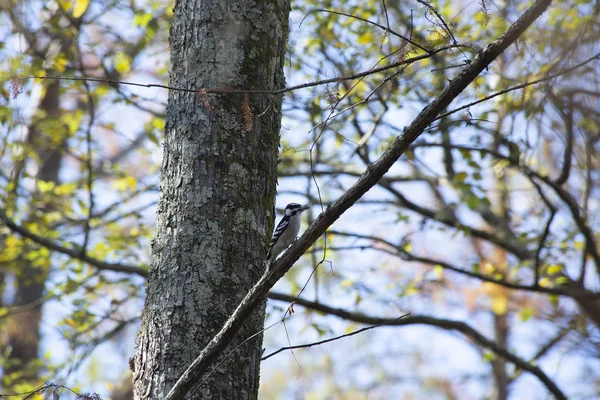 Downy Ağaçkakanı Picoides Ergenliği Sonbahar Mevsiminde Ağaçta — Stok fotoğraf